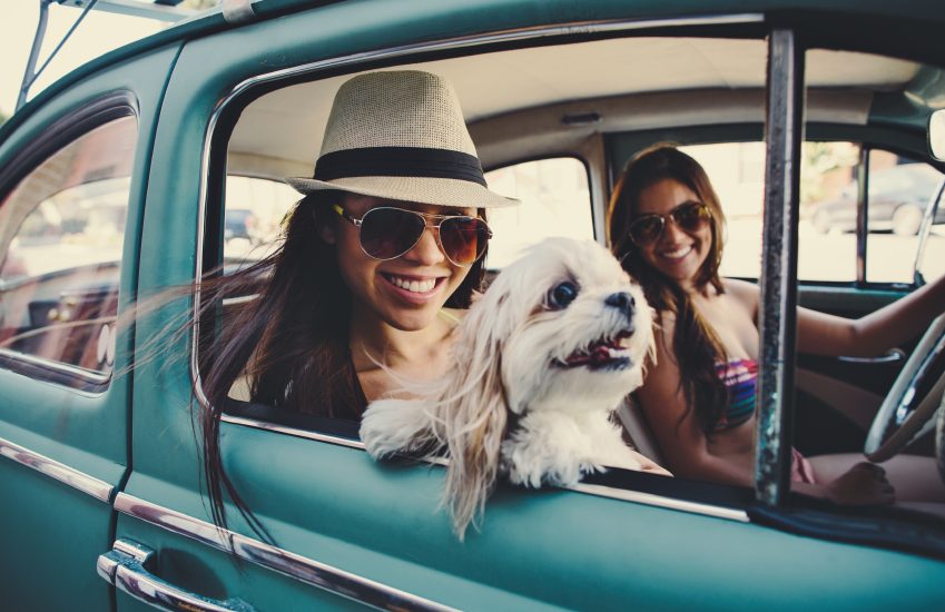 Pet-On-A-Roadtrip